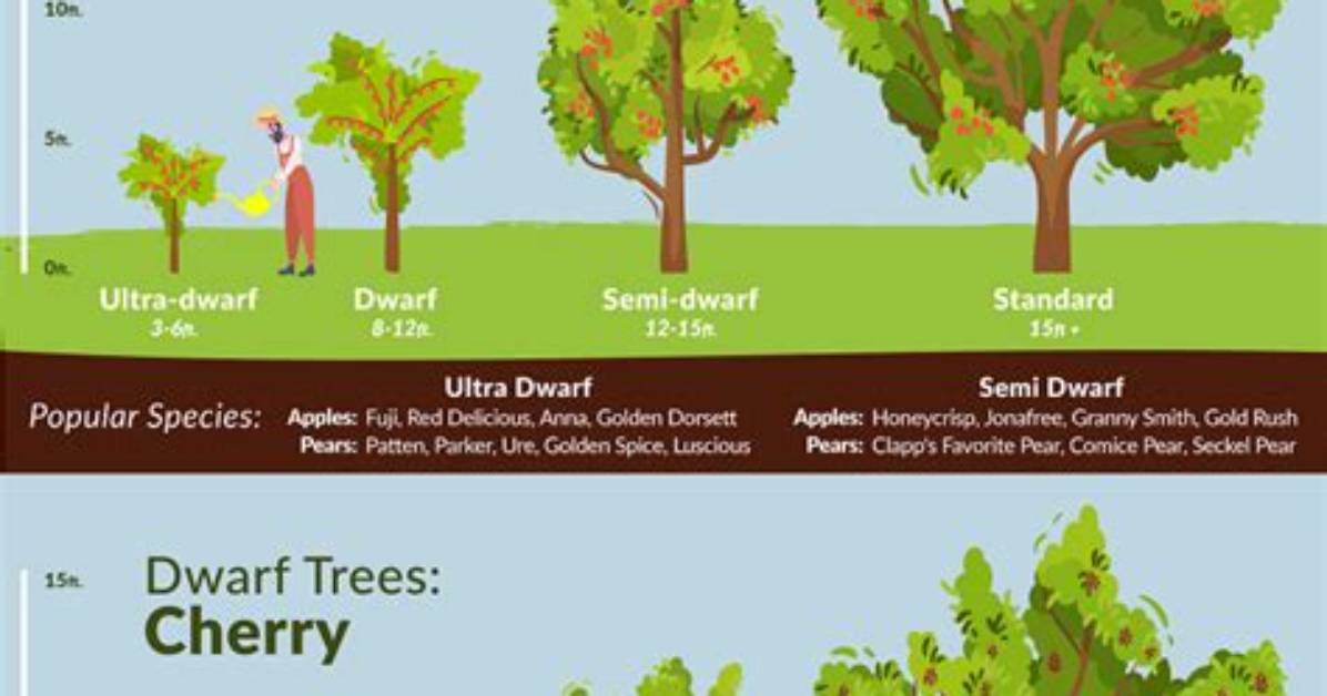 How Much Water Do Dwarf Fruit Trees Need