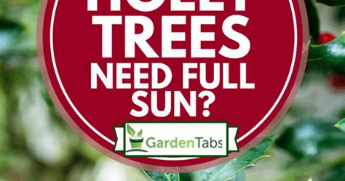 How Much Water Do Holly Trees Need