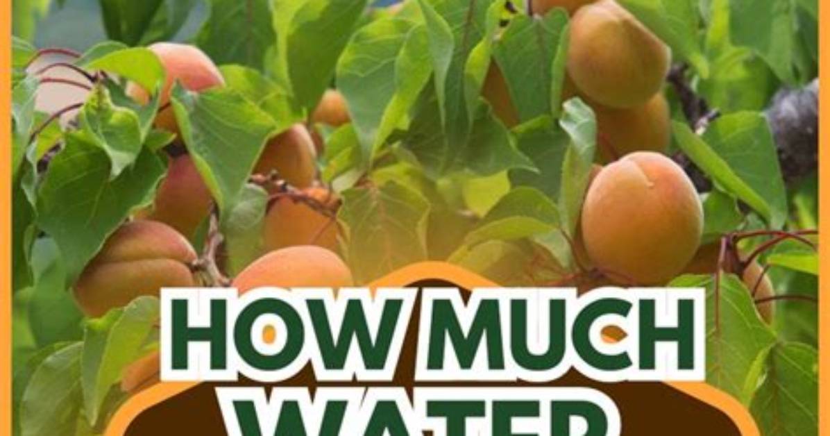 How Much Water Does a Peach Tree Need per Day