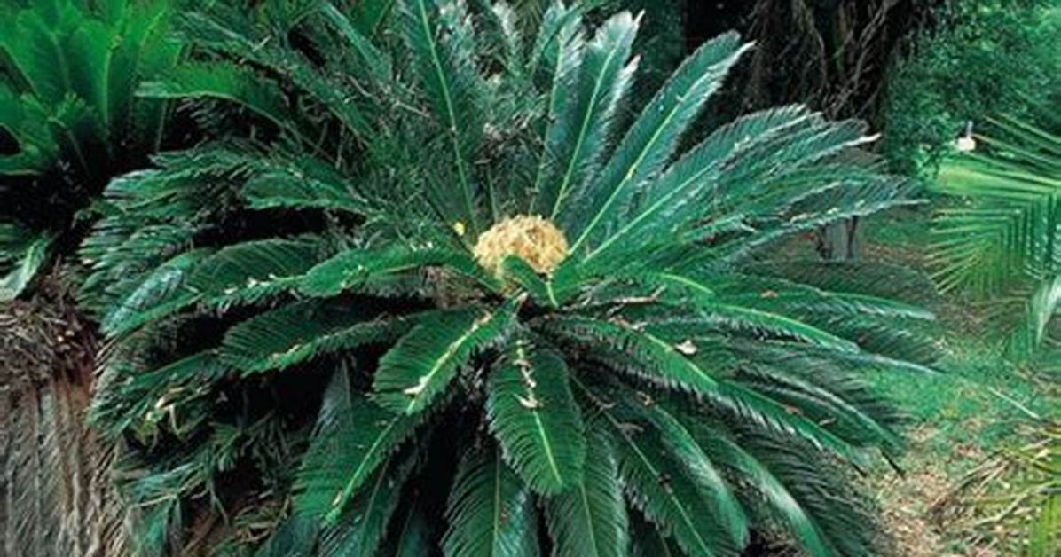 How Often Do Cycads Flower