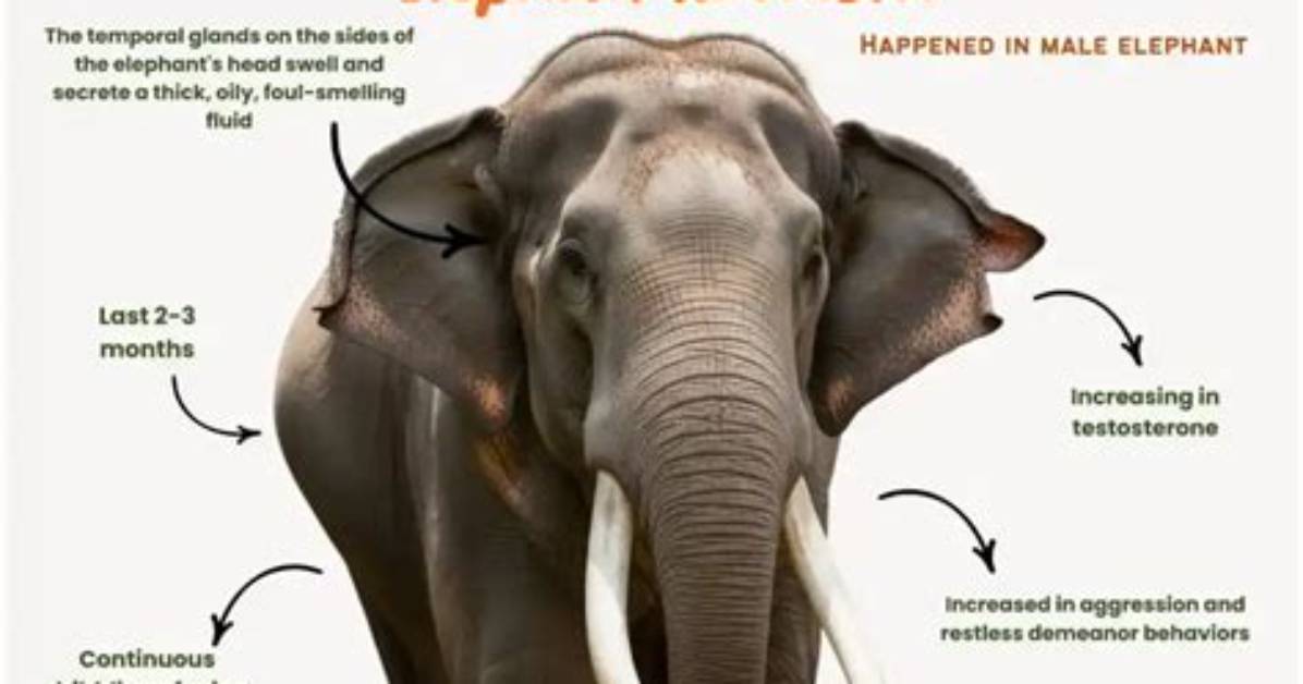 How Often Do Elephants Go into Musth?