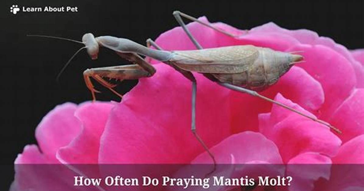 How Often Do Mantis Molt?