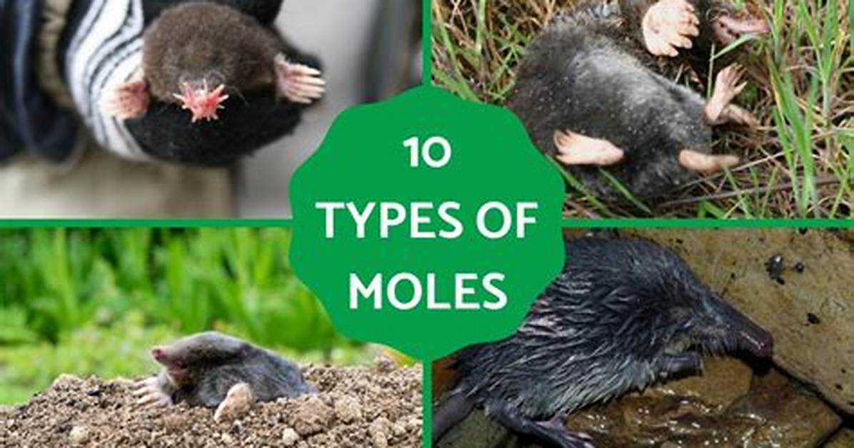 How Often Do Moles Breed