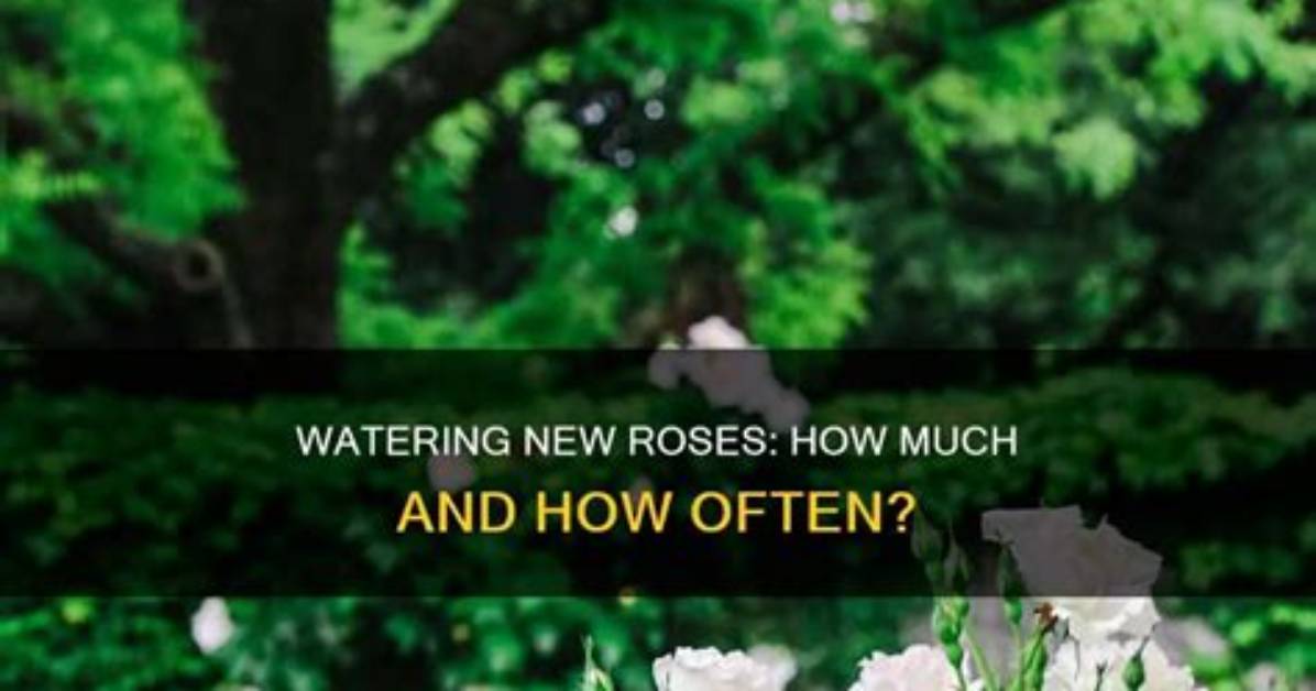 How Often Do Roses Need to Be Watered