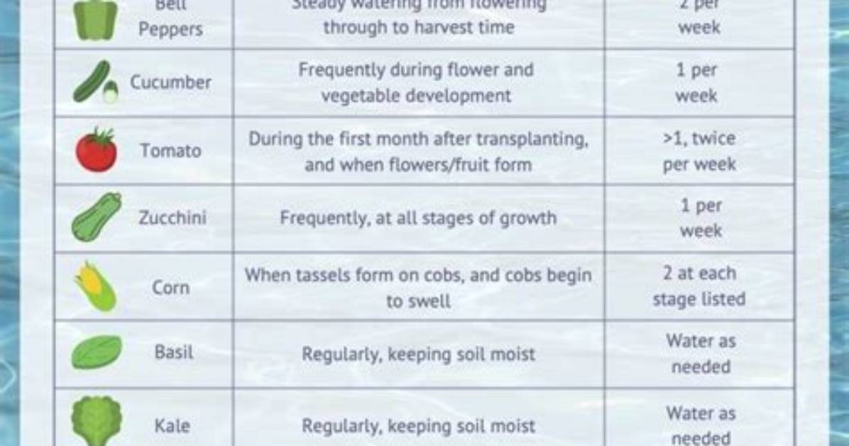 How Often Do You Need to Water an Olive Tree