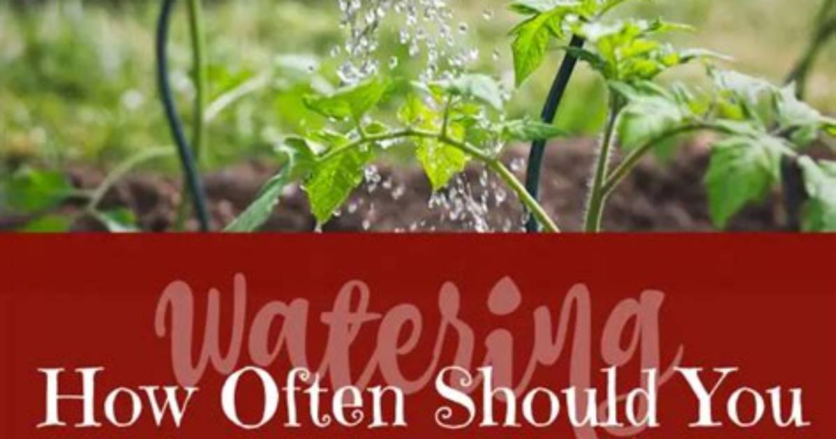 How Often Do You Water a Grape Vine