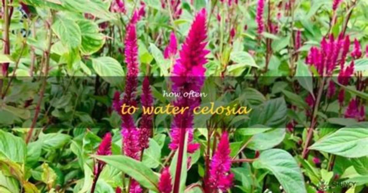 How Often Do You Water Celosia