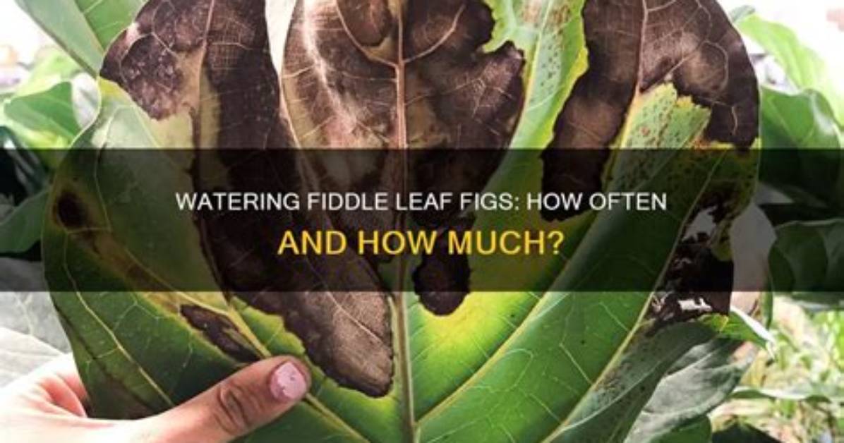 How Often Do You Water Fiddle Leaf Fig