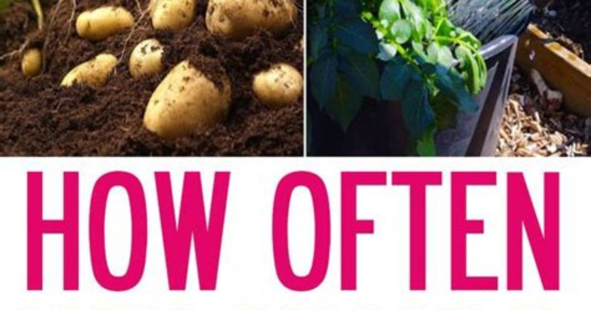 How Often Do You Water Potatoes