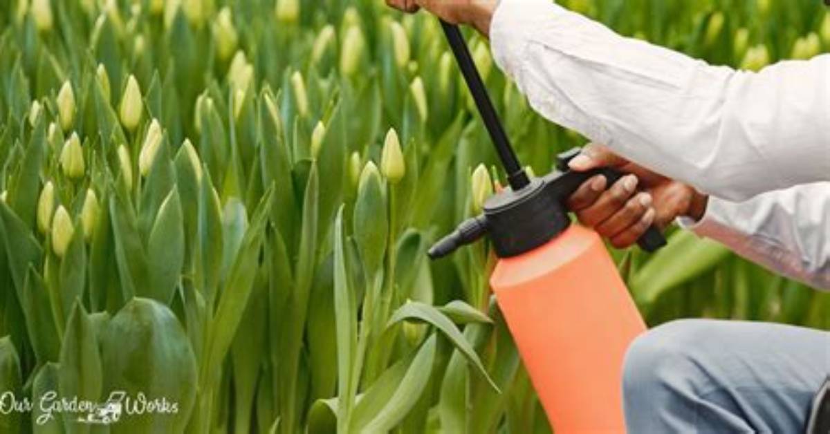 How Often Do You Water Tulips