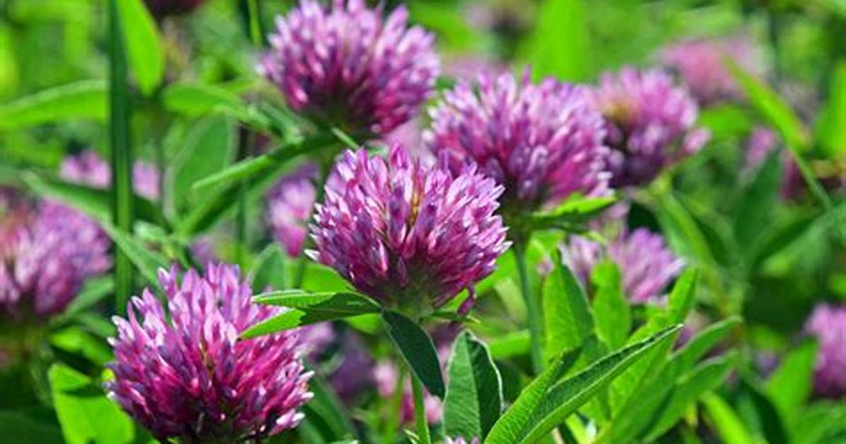 How Often Does Clover Flower
