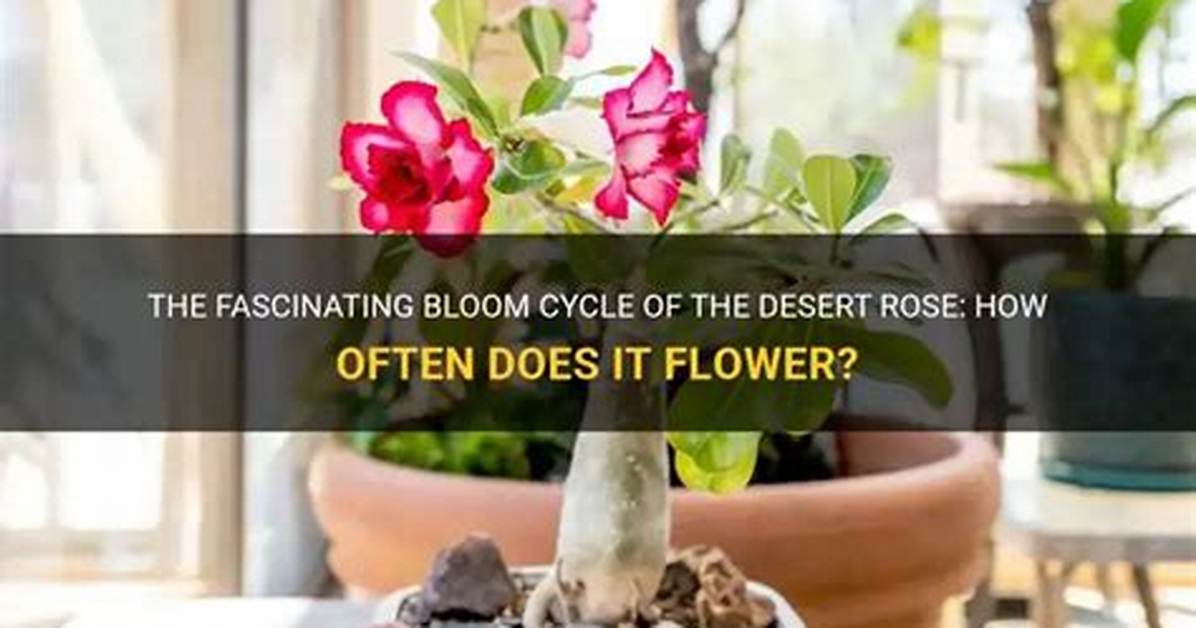 How Often Does Desert Rose Bloom