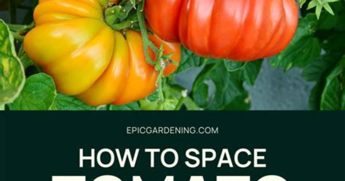 How Often Feed Tomatoes