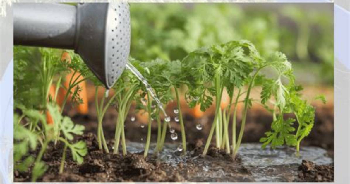 How Often Should Carrots Be Watered