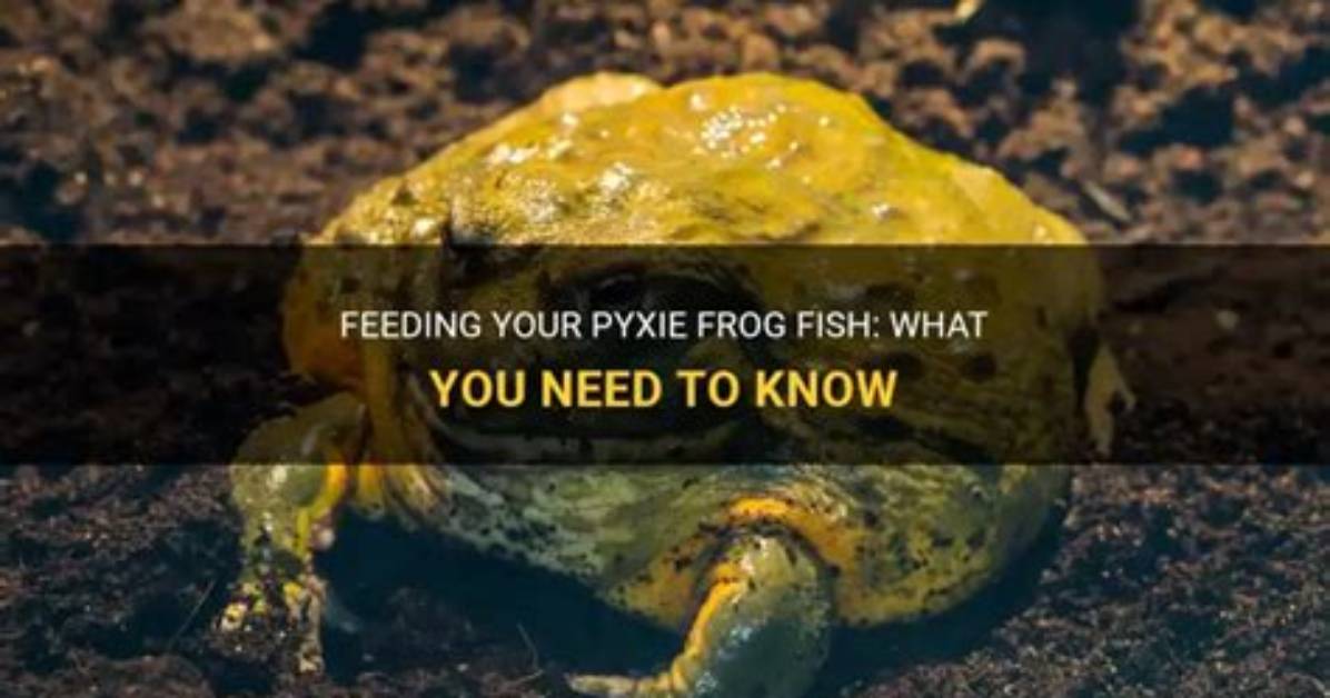 How Often to Feed Pyxie Frog?
