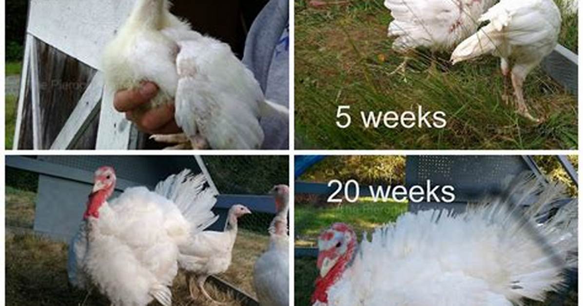 How Old Are Turkeys When Slaughtered