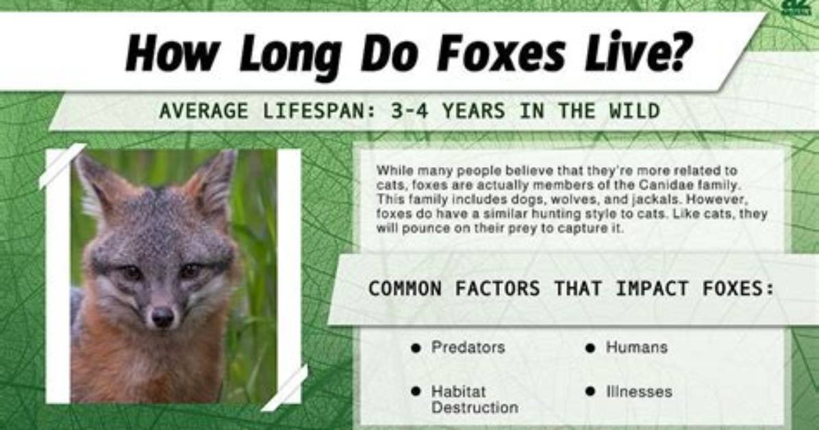 How Old Do Foxes Live?