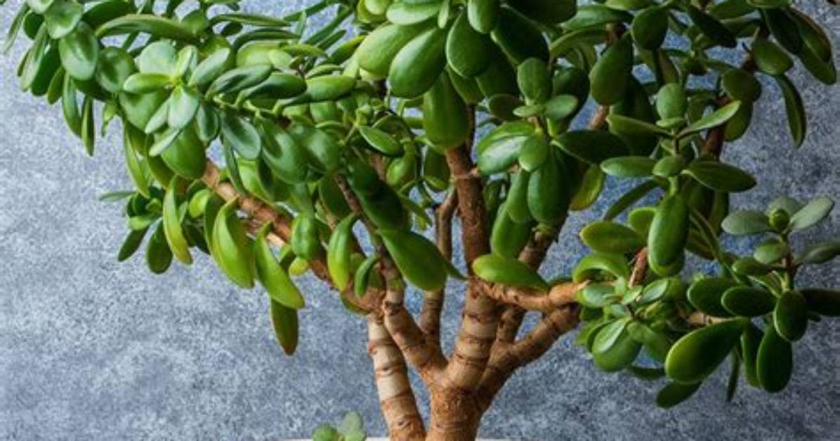 How Old Do Jade Plants Live?