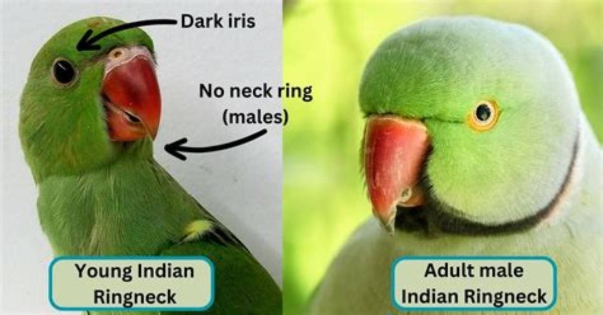 How Old Do Ringnecks Have to Be to Breed?