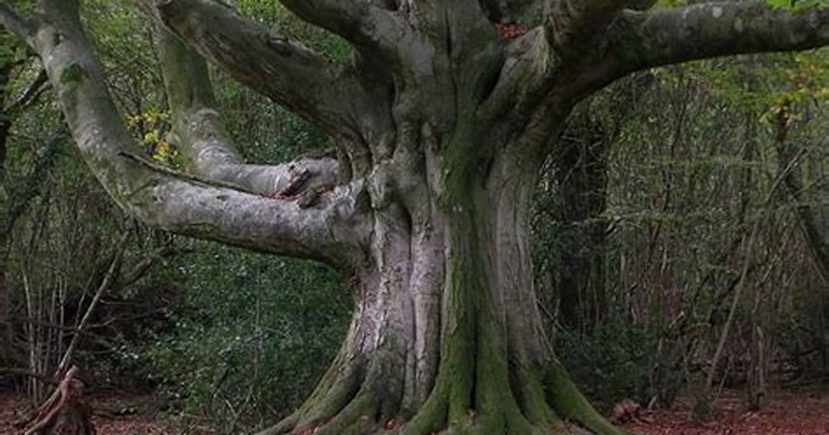 How Old Is a Beech Tree