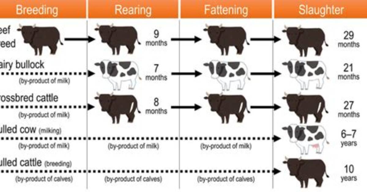 How Old Is a Cow When Slaughtered?