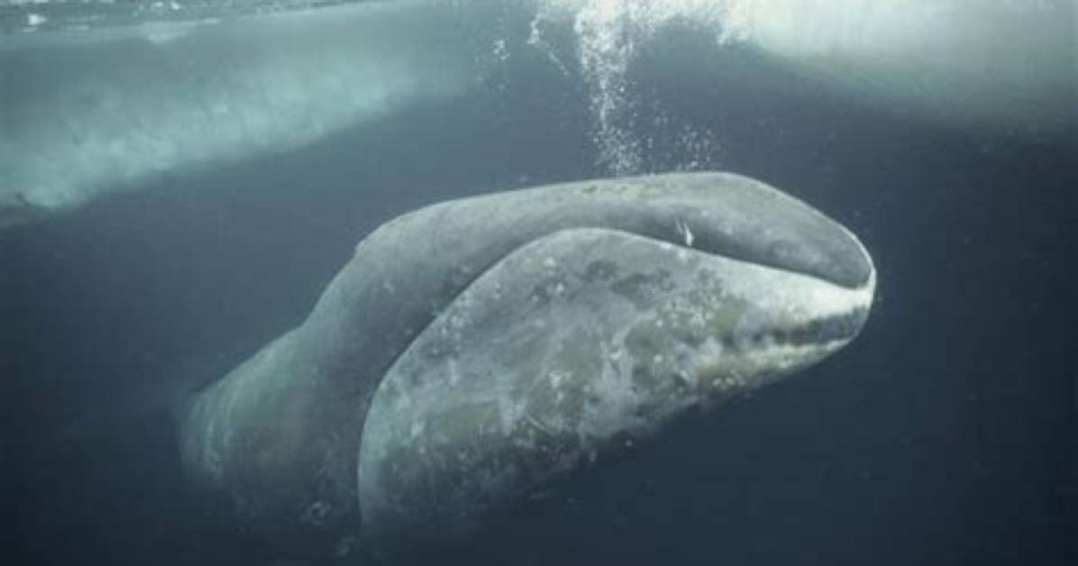 How Old Is the Oldest Bowhead Whale?
