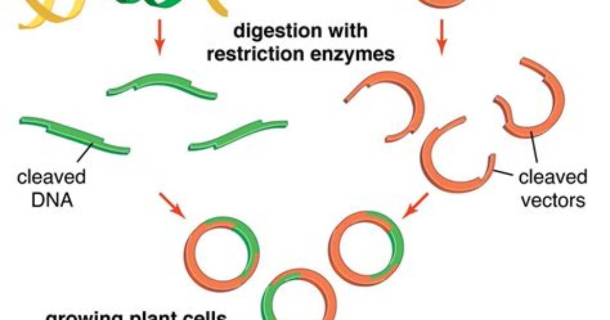 How Organisms May Be Modified?