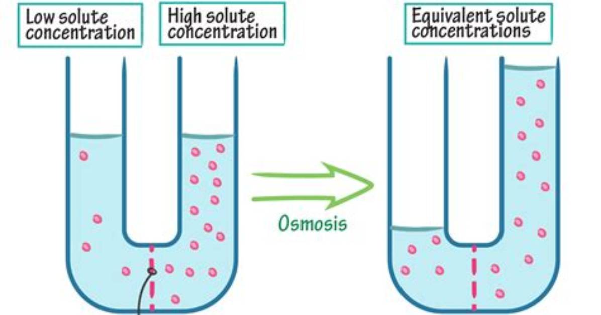 How Osmolarity Affect Osmosis?