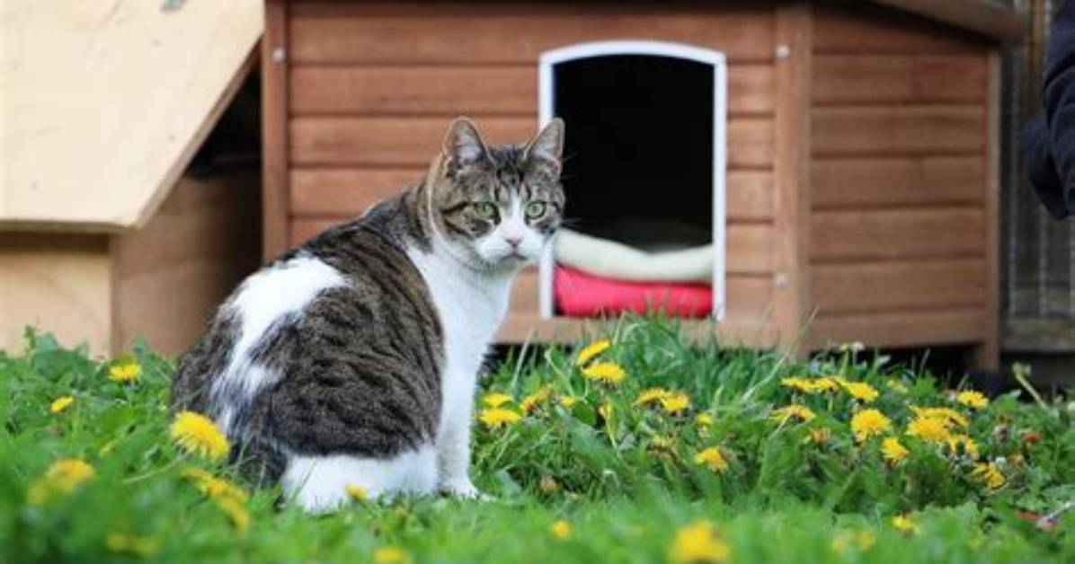 How Owners Try to Stop Cat Escaping Delights Internet: 'Cube Time'