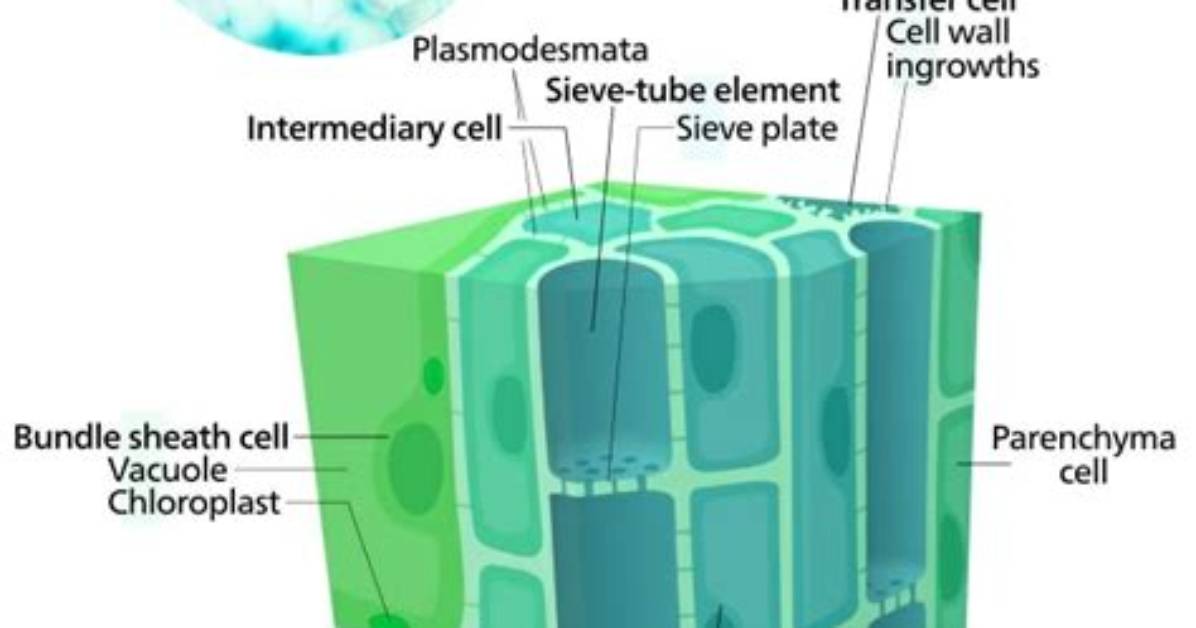 How Phloem Is Adapted to Its Function?