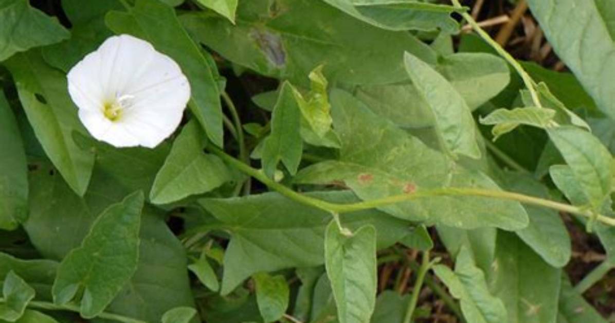 How Poisonous Is Bindweed?