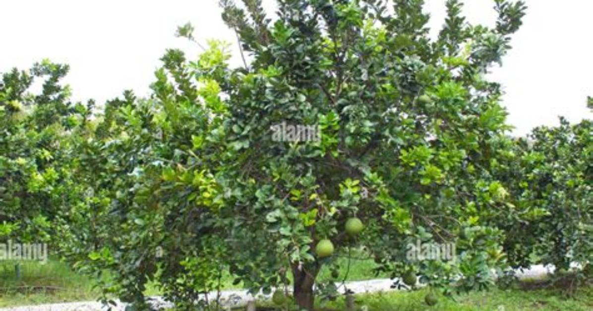 How Pomelo Is Planted?