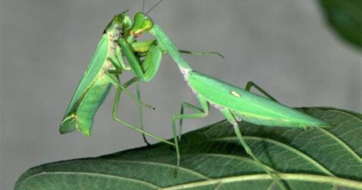 How Praying Mantis Mate?