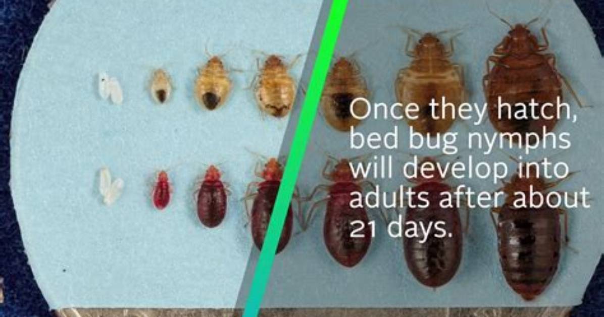 How Quickly Do Bed Bugs Reproduce?