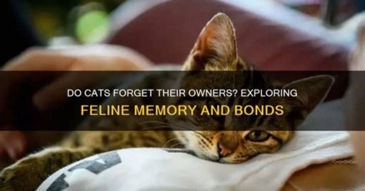 How Quickly Do Cats Forget Their Owners?