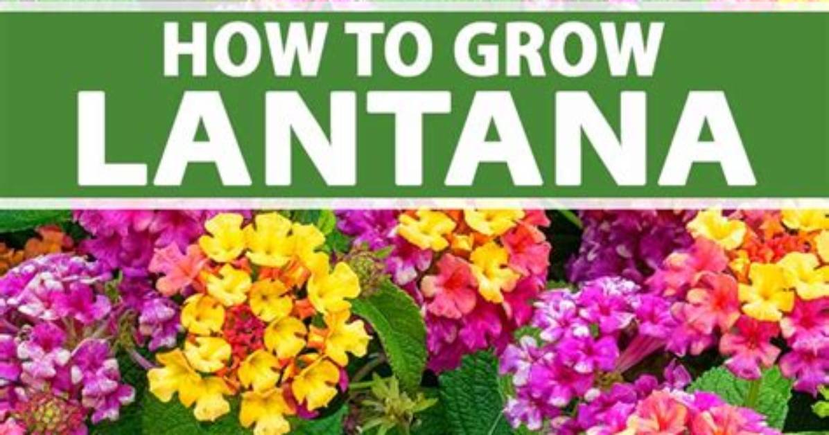 How Quickly Does Lantana Grow