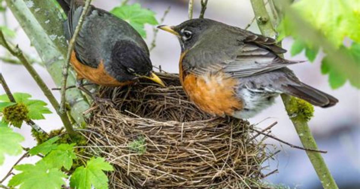 How Robins Build a Nest?