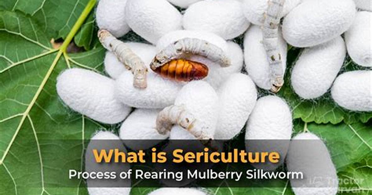 How Sericulture Is Done?