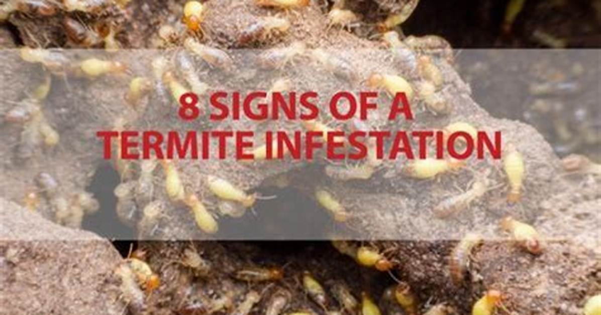 How Serious Is a Termite Problem