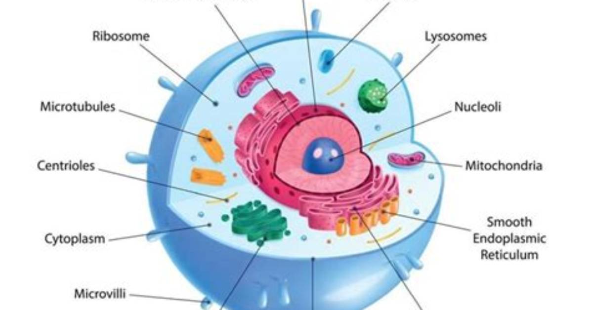 How Small Is a Human Cell