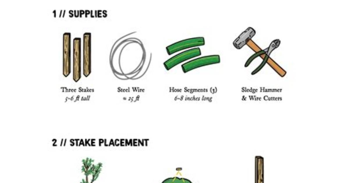How Stake a Tree?