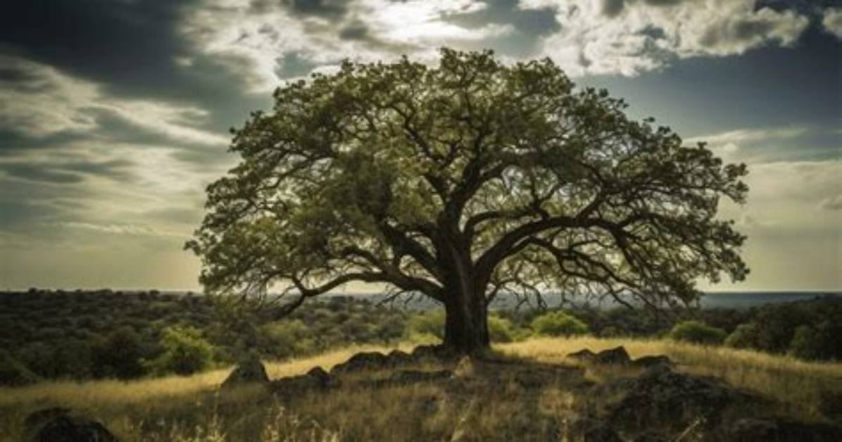 How Strong Is an Oak Tree