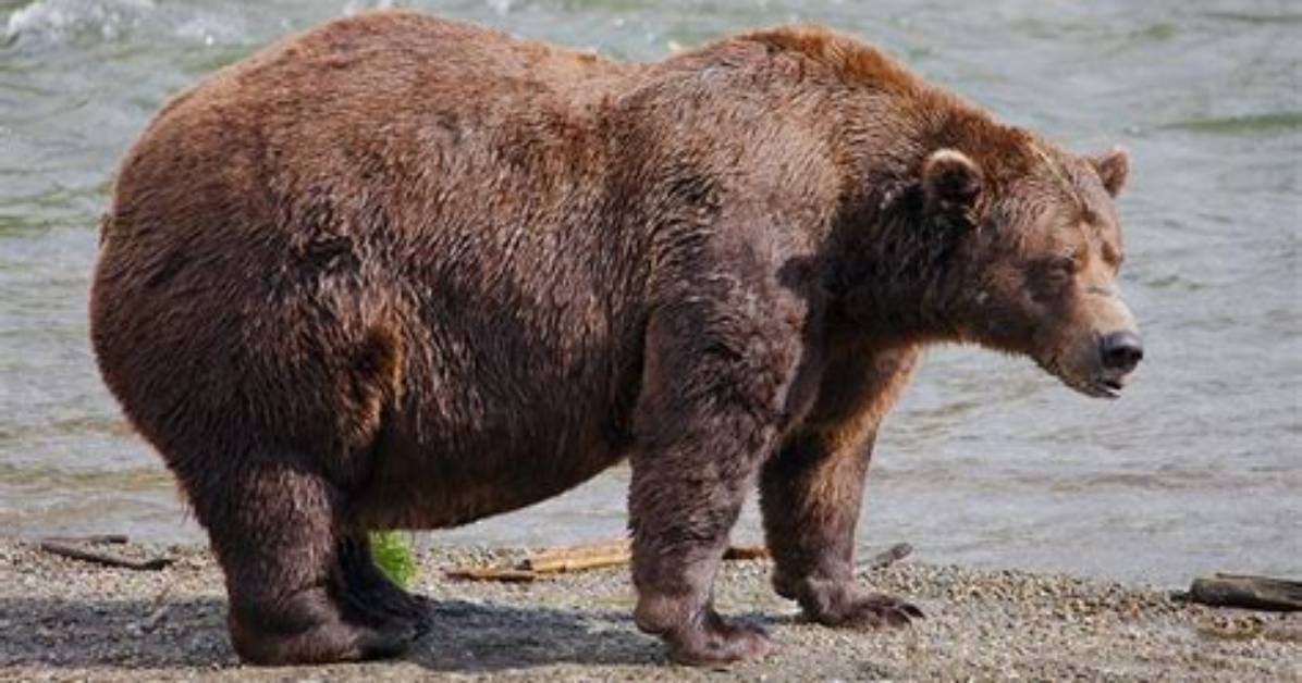 How Strong Is Kodiak Bear?