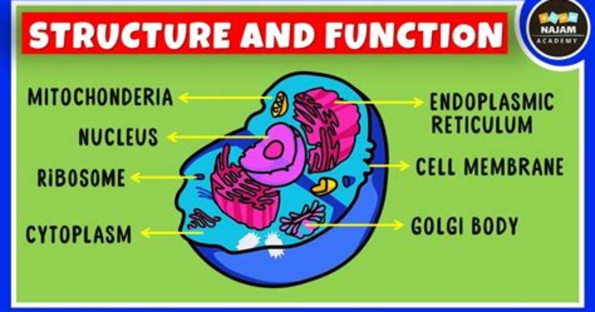 How Structure Relates to Function