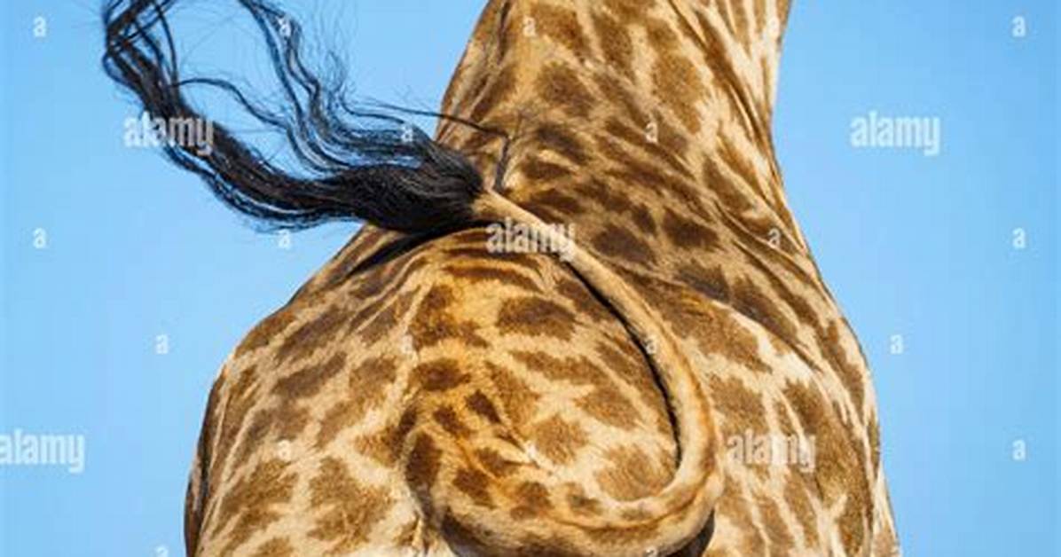 How Tail Is a Giraffe?