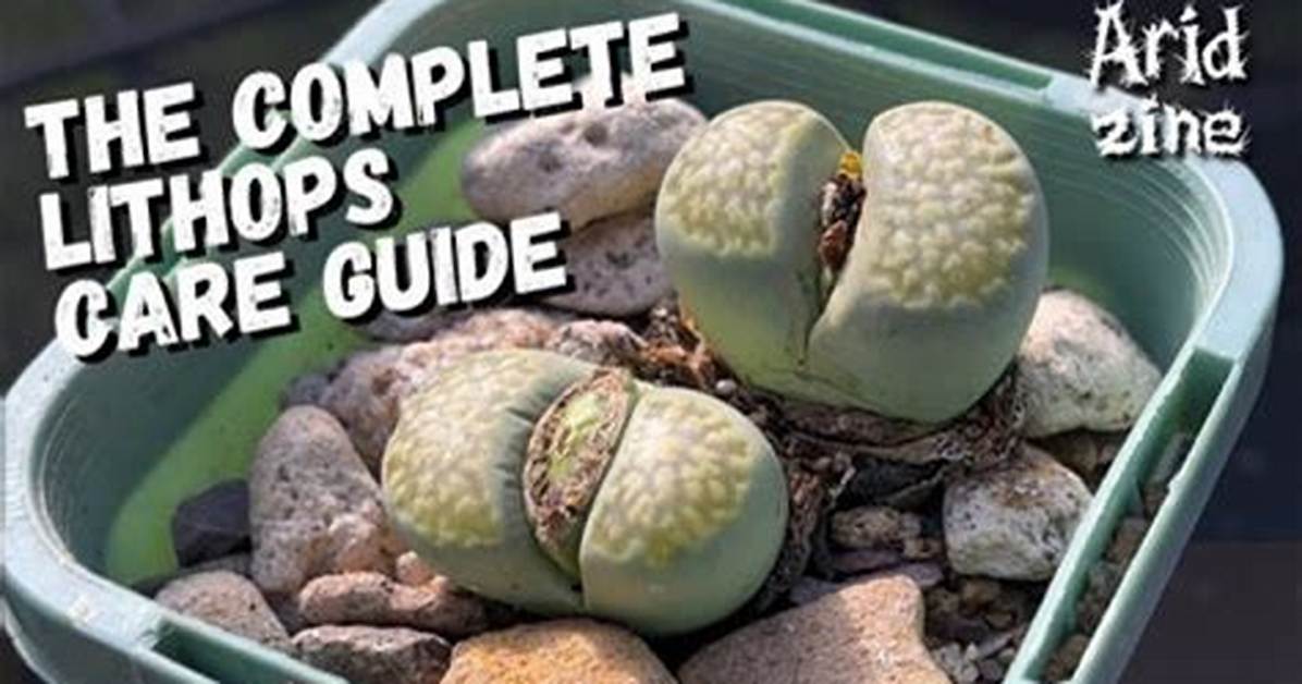 How Tall Do Lithops Grow