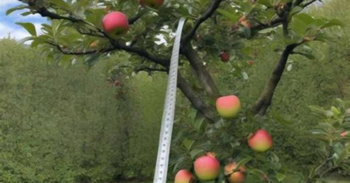 How Tall Do Semi Dwarf Apple Trees Grow