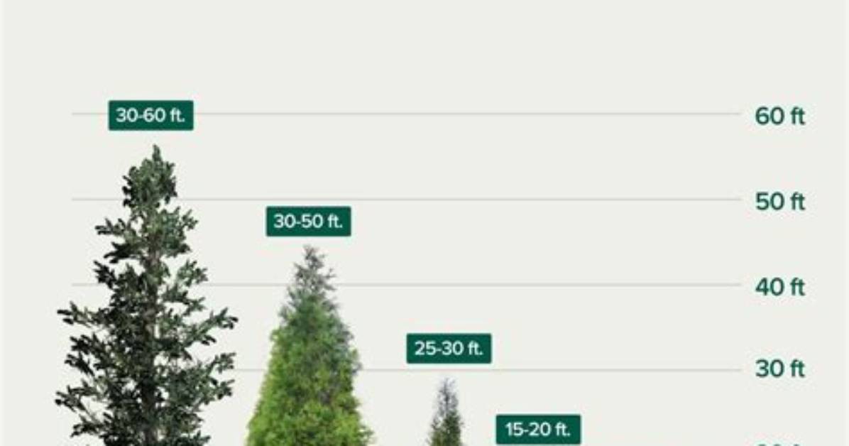 How Tall Do Shrubs Grow