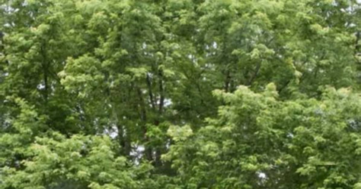 How Tall Do Silver Maple Trees Grow?
