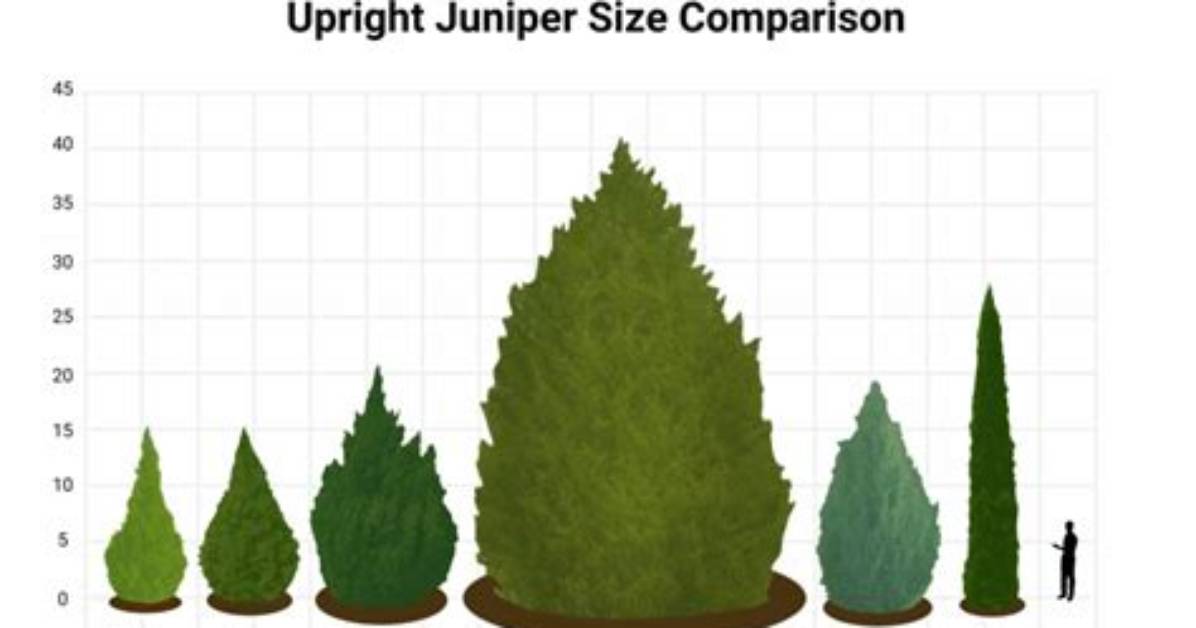 How Tall Do Upright Junipers Get